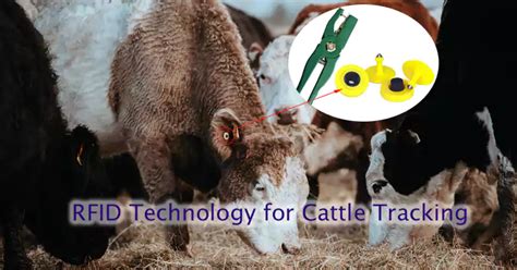 nfc cattle tags|cattle tracking rfid.